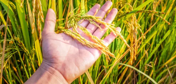Photo of Close up of ears of rice in the hand of Famer, Agriculture ripe rice field