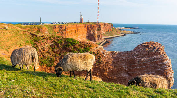 Flock of sheeps graze on a field Flock of sheeps graze on a field onto the island Helgoland mountain famous place livestock herd stock pictures, royalty-free photos & images