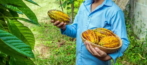 Photo of Fresh ripe yellow cocoa fruit in the hand of Famer, Agriculture Freshly harvested cocoa from cocoa trees.