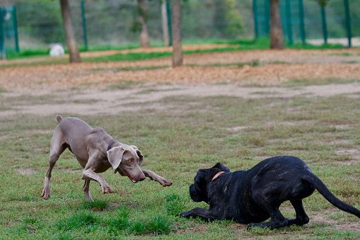 Funny Weimaraner pointing to the game a corso cane dog with an acrobatic pose and looking in the eyes the other dog.