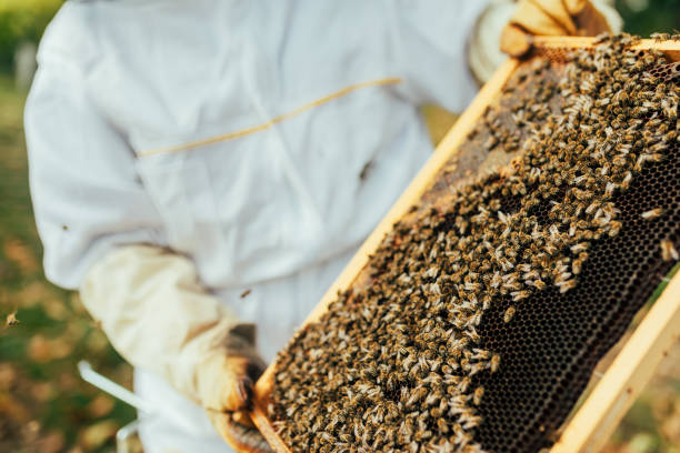 istock Honey bees flying into wooden beehives 1432573812