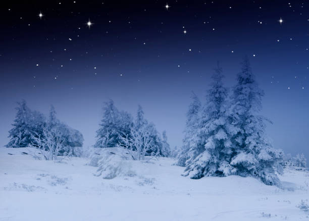 istock Snowy fir trees in a cold winter night 1432573829