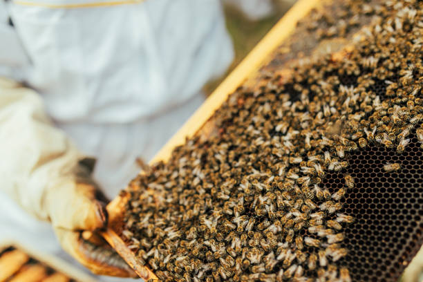 istock Honey bees flying into wooden beehives 1432573835