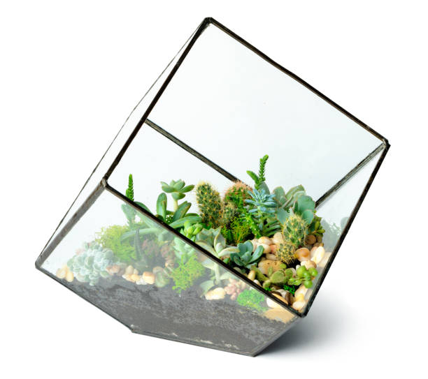 istock Succulents in glass vase isolated on white background 1432573934