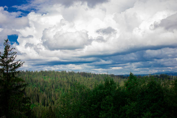 Beautiful coniferous forest. Tatra National Park landscape. Summer or spring landscape.