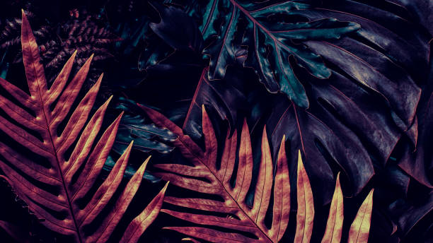 istock Tropical leaves and dark nature background 1432574295