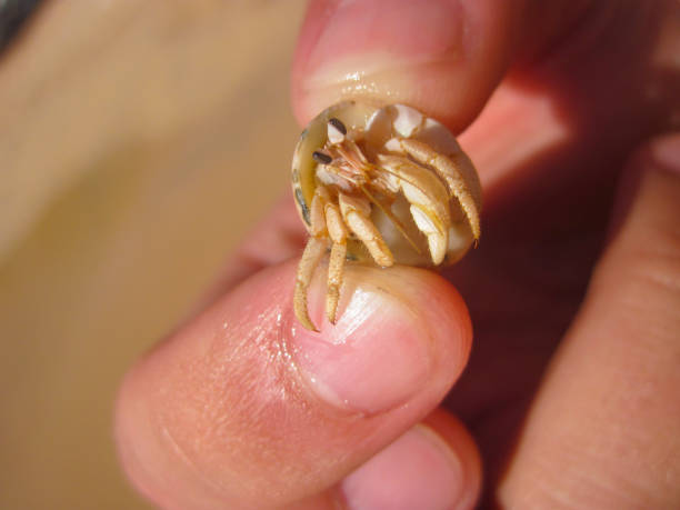 Small white hermit crab caught in hands, Sharm El-Sheikh, Egypt