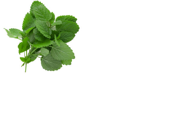 Lemon Balm (herb) tied in a bunch on backgriound