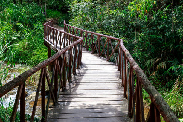istock wooden bridge in the forest 1432576225