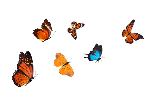 flock of tropical blue butterflies isolated on a white background
