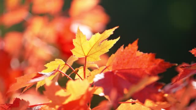 Super slow motion of falling autumn maple leaves.