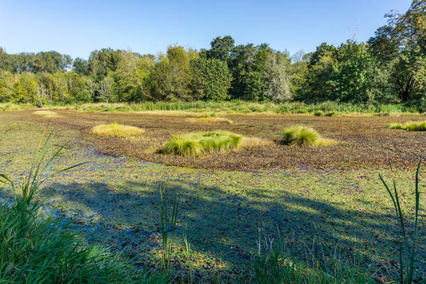 istock Washington Wetlands Landscape 6 1432581565