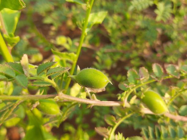 green chickpeas pod in the plant. - green bean bean pod nobody imagens e fotografias de stock