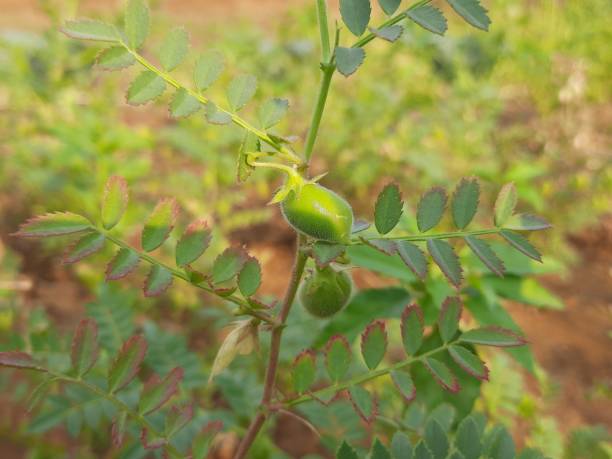 green chickpeas pod in the plant. - green bean bean pod nobody imagens e fotografias de stock