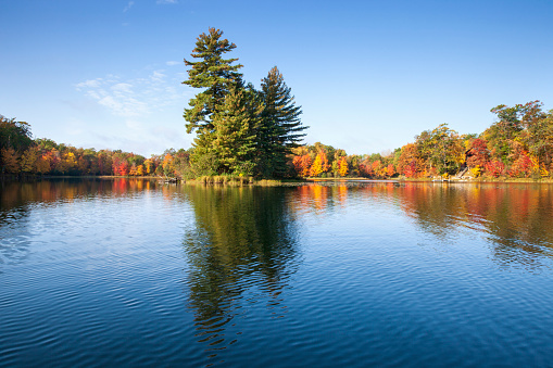 Autumn colors reflect in the water with a blue sky as Canada geese swim in Loch Raven Reservoir Maryland