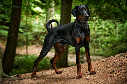 Doberman puppy dog standing alert in woods while on a walk