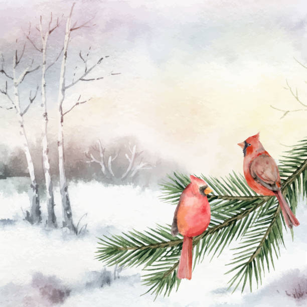 акварельная векторная открытка с зимним пейзажем и кардинальными птицами, сидящими на еловой ветке. подходит для дизайна открыток, новогод - tree winter bird branch stock illustrations