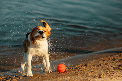 Rio was excited to jump into the water. After having the hot shot, i was going to swim with the dog.