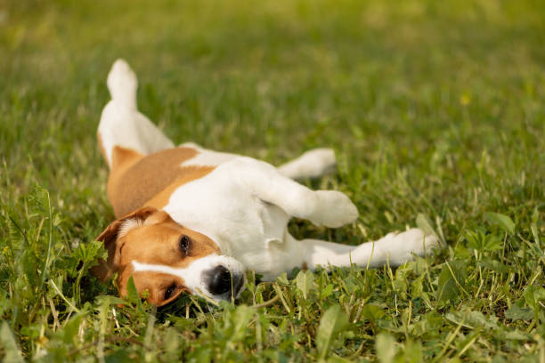 istock Happy English Beagle lying on lawn 1432583520