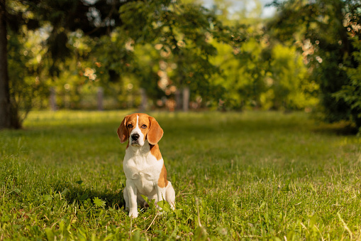 Beagle dog sitting on grass in park