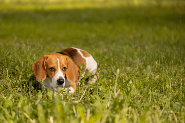 english beagle lying on grass - unwillingness imagens e fotografias de stock