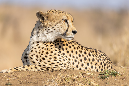Male Cheetah on a mount in the Manyeleti Game Reserve, South Africa