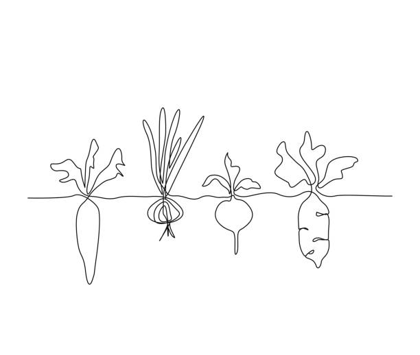 Continuous line art drawing of vegetables plants growing. Vegetable plants root single line art drawing vector illustration. Continuous line art drawing of vegetables plants growing. Vegetable plants root single line art drawing vector illustration. root vegetable stock illustrations