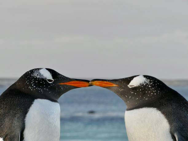 istock Gentoo Penguins - Falkland Islands 1432586121