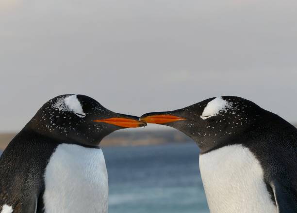 istock Gentoo Penguins - Falkland Islands 1432586172