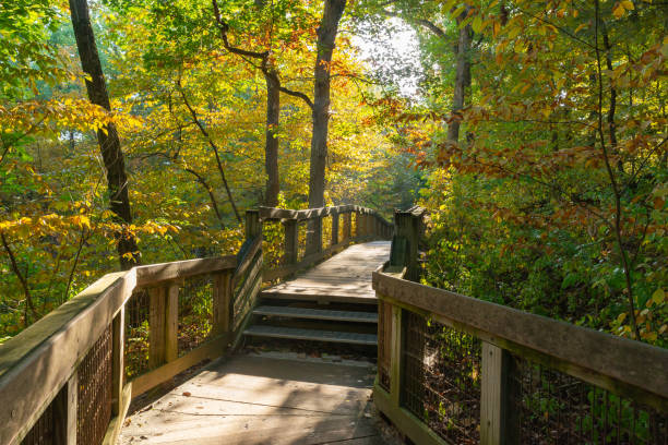 istock Wooden walkway through the park. 1432586513