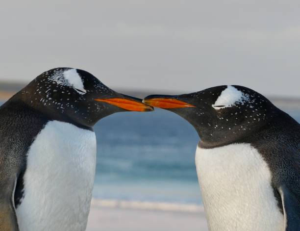 Gentoo Penguins - Falkland Islands