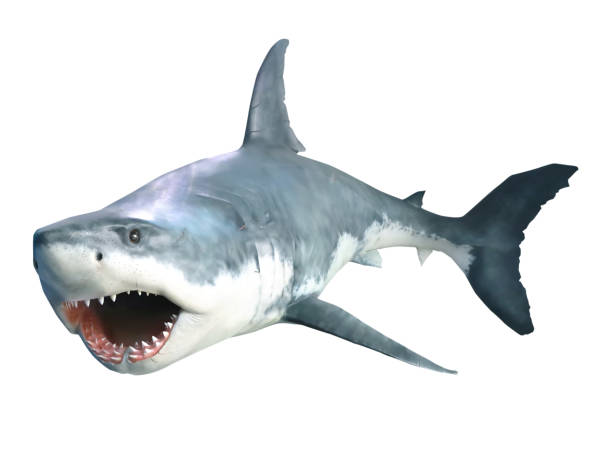 istock Shark with open jaws closeup. Isolated on white. 1432587427