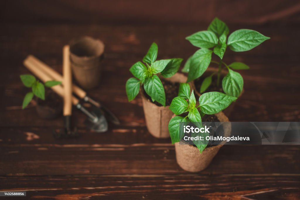 Planting seedlings of peppers in peat pots at home. Garden tools. Growing domestic herbs and vegetables. Planting seedlings of peppers in peat pots at home. Garden tools. Growing domestic herbs and vegetables. High quality photo Seedling Stock Photo