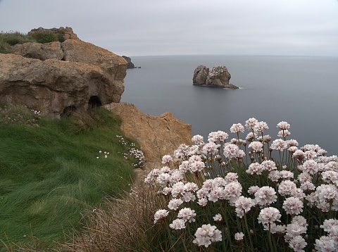 Isolated rocks in the Cantabrian sea in Urros de Liencres, Cantabria, Spain seen from the cliffs with foreground flowers