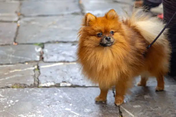 Photo of Pomeranian Pet Dog