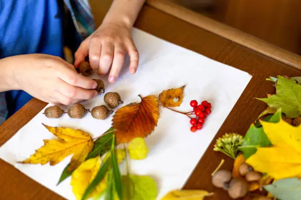 A child makes an autumn decoration in the form of a bird from leaves, red berries and acorns. Hands close-up. Gifts of the forest.