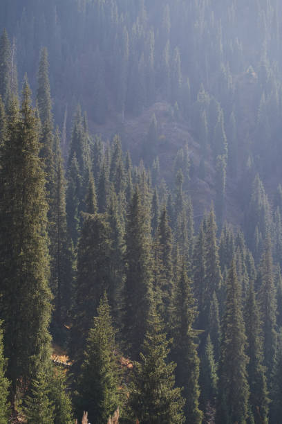istock Vertical landscape with green spruce trunks on mountain slope. 1432592701