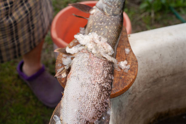 istock partially peeled fish on a cutting board 1432592761