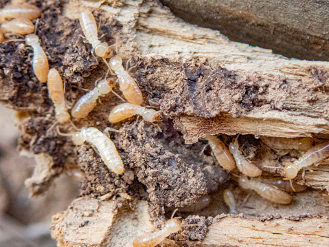 Termites in macro shot, crawling inside pine tree galleries