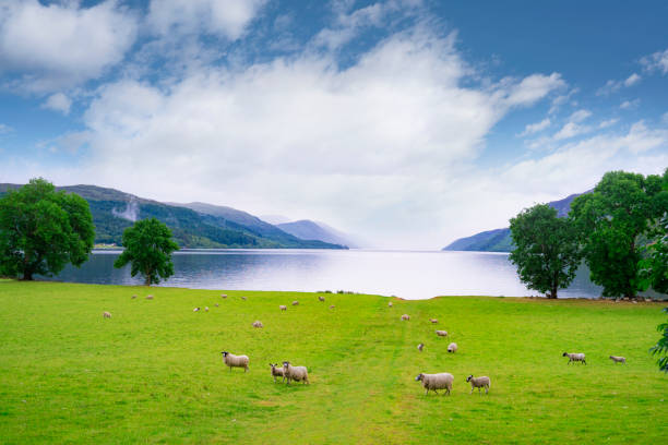 lago di loch ness a sud a fort augustus in scozia highlands regno unito - sheep flock of sheep pasture mountain foto e immagini stock