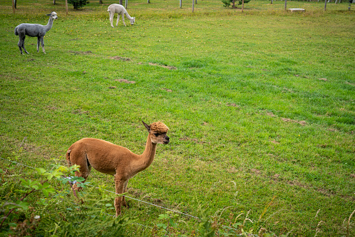 Sheared alpaca llamas in a meadow grazing in the UK