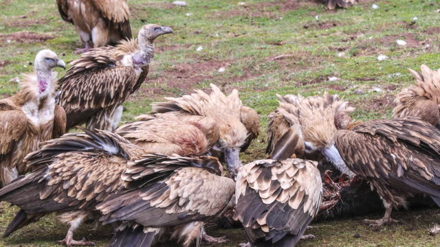 Vultures inhabit the Qinghai Tibet Plateau