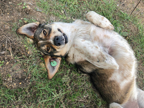 istock Cute stray dog lying on their back smiling at camera 1432595161