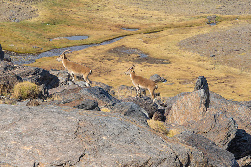Mountain goats walk on the rocks of Sierra Nevada