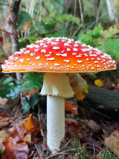 istock macro photo of a mushroom red with white dots, fly agaric 1432596523
