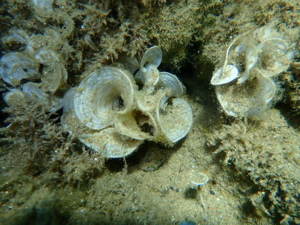 istock Small brown algae Peacock’s tail (Padina pavonica) undersea, Aegean Sea 1432596526