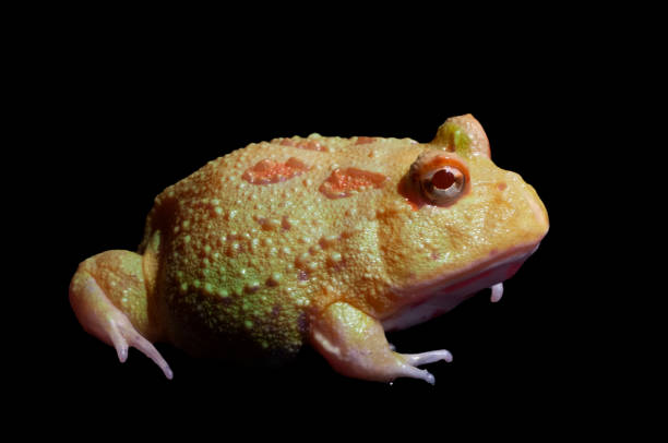 pac-man horned frog yellow color in side view. - argentine horned frog imagens e fotografias de stock