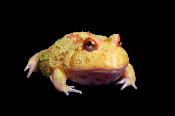 pac-man horned frog yellow color in perspective view. - argentine horned frog imagens e fotografias de stock