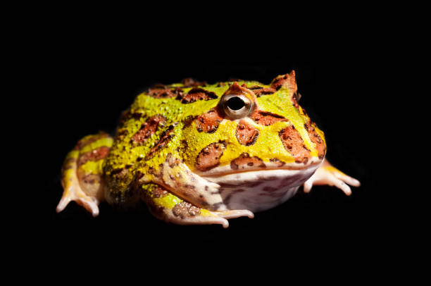 풀 컬러 팩맨은 원근감보기에서 개구리를 뿔뿔이 뿔뿔이 뿔뿔이 뿔뿔이 - argentine horned frog 뉴스 사진 이미지