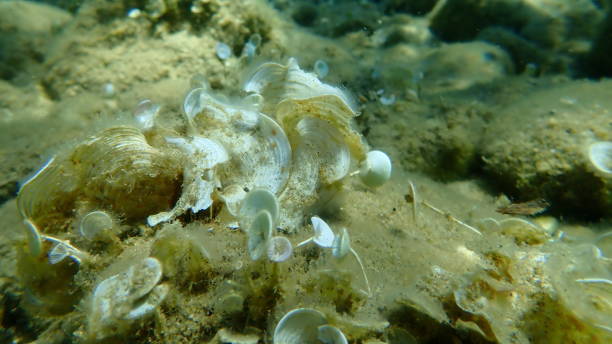 istock Small brown algae Peacock’s tail (Padina pavonica) undersea, Aegean Sea 1432596788